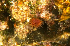 Sea Urchins - Reef Urchin - Echinometra viridis