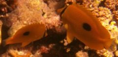 Butterflyfish - Zanzibar Butterfly Fish - Chaetodon zanzibarensis