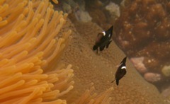 Damselfish - Threespot Dascyllus - Dascyllus trimaculatus