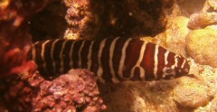 Moray - Zebra Moray - Gymnomuraena zebra