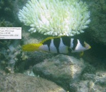 Groupers - Saddle Grouper - Plectropomus laevis