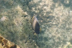 Angelfish - Cortez Angelfish - Pomacanthus zonipectus