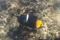 Angelfish - King Angelfish - Holacanthus passer