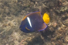 Angelfish - King Angelfish - Holacanthus passer