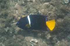 Angelfish - King Angelfish - Holacanthus passer