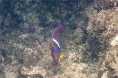 Angelfish - King Angelfish - Holacanthus passer