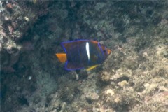 Angelfish - King Angelfish - Holacanthus passer