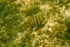 Snappers - Barred Pargo - Hoplopagrus guentherii