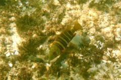 Snappers - Barred Pargo - Hoplopagrus guentherii