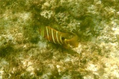 Snappers - Barred Pargo - Hoplopagrus guentherii