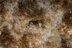 Blennies - Blunt-spine Barnacle Blenny - Acanthemblemaria exilispinus
