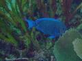 Surgeonfish - Blue Tang - Acanthurus coeruleus