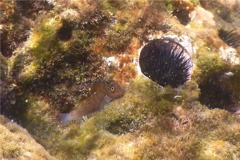 Blennies - Panamic Fanged Blenny - Ophioblennius steinclachneri