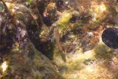 Blennies - Panamic Fanged Blenny - Ophioblennius steinclachneri