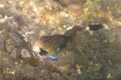 Blennies - Panamic Fanged Blenny - Ophioblennius steinclachneri