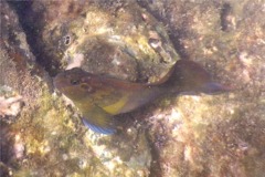 Blennies - Panamic Fanged Blenny - Ophioblennius steinclachneri