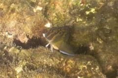 Blennies - Panamic Fanged Blenny - Ophioblennius steinclachneri