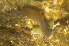 Blennies - Panamic Fanged Blenny - Ophioblennius steinclachneri