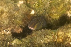 Blennies - Panamic Fanged Blenny - Ophioblennius steinclachneri