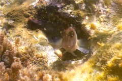 Blennies - Panamic Fanged Blenny - Ophioblennius steinclachneri