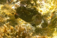 Blennies - Panamic Fanged Blenny - Ophioblennius steinclachneri