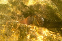 Blennies - Panamic Fanged Blenny - Ophioblennius steinclachneri