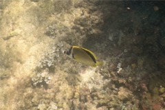 Butterflyfish - Barberfish Butterfly - Johnrandallia nigrirostris