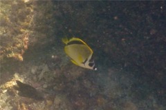 Butterflyfish - Barberfish Butterfly - Johnrandallia nigrirostris