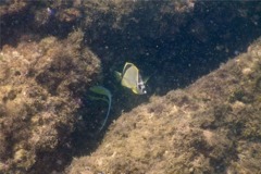 Butterflyfish - Barberfish Butterfly - Johnrandallia nigrirostris