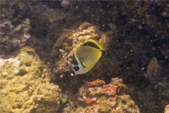 Butterflyfish - Barberfish Butterfly - Johnrandallia nigrirostris
