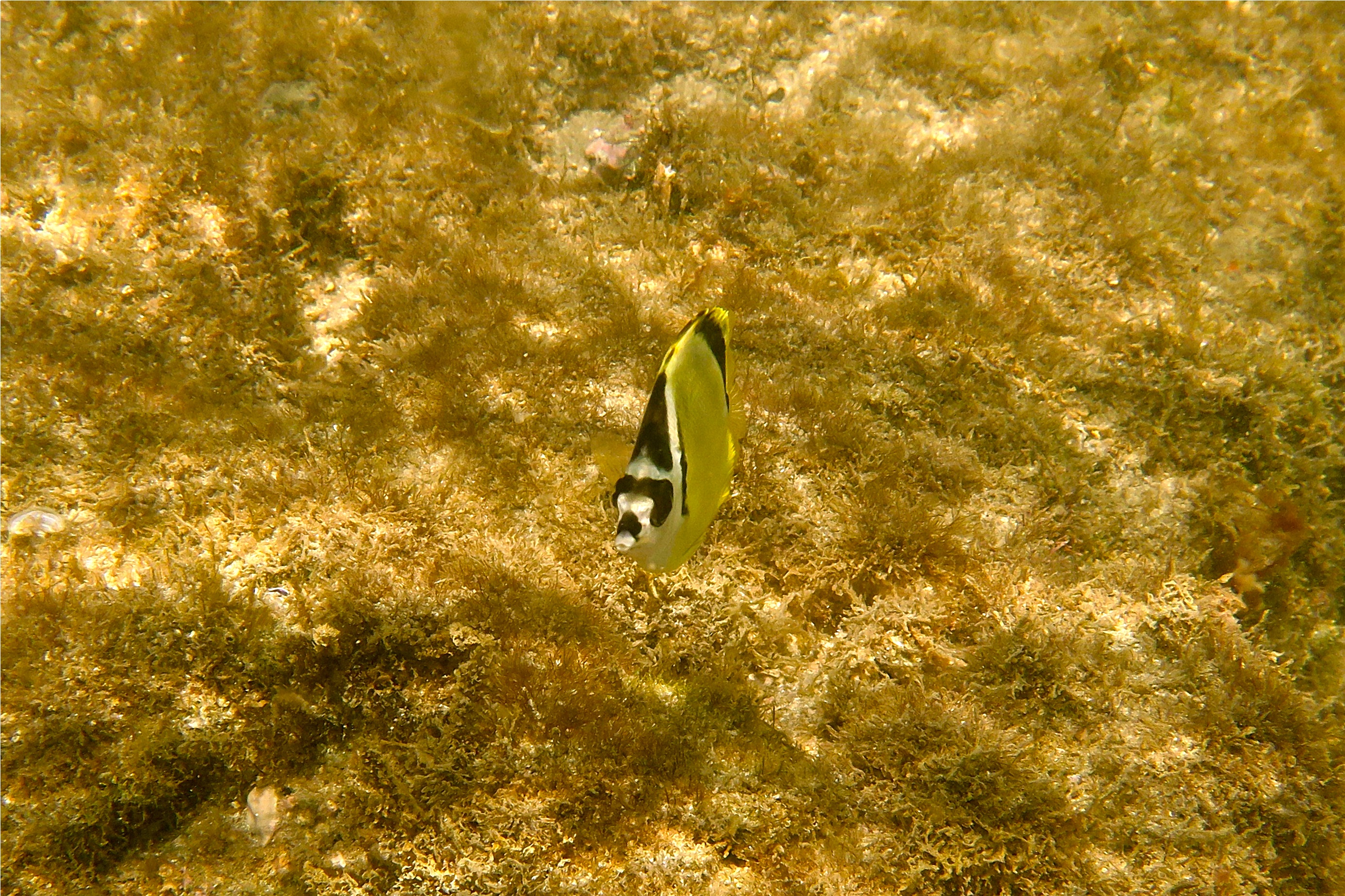 Butterflyfish - Barberfish Butterfly - Johnrandallia nigrirostris