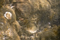 Butterflyfish - Threebanded Butterfly - Chaetodon humeralis