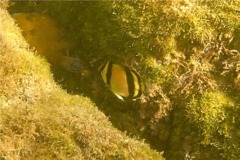 Butterflyfish - Threebanded Butterfly - Chaetodon humeralis