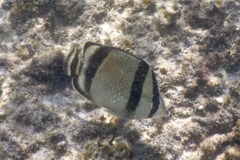 Butterflyfish - Threebanded Butterfly - Chaetodon humeralis