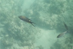 Damselfish - Scissortail Chromis - Chromis atrilobata