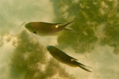 Damselfish - Scissortail Chromis - Chromis atrilobata