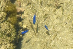 Damselfish - Acapulco Damselfish - Stegastes acapulcoensis