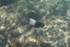 Damselfish - Acapulco Damselfish - Stegastes acapulcoensis