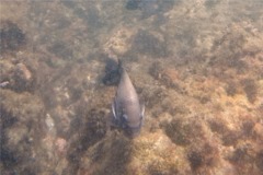 Damselfish - Acapulco Damselfish - Stegastes acapulcoensis