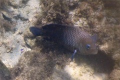 Damselfish - Acapulco Damselfish - Stegastes acapulcoensis