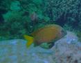 Damselfish - Yellowtail Damselfish - Microspathodon chrysurus