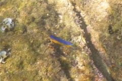 Damselfish - Beaubrummel Gregory - Stegastes flavilatus