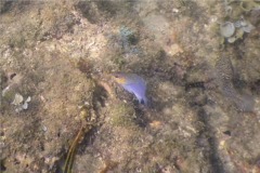 Damselfish - Beaubrummel Gregory - Stegastes flavilatus