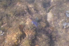 Damselfish - Beaubrummel Gregory - Stegastes flavilatus