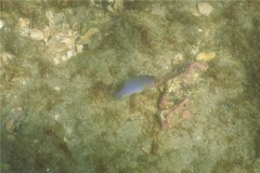 Damselfish - Beaubrummel Gregory - Stegastes flavilatus