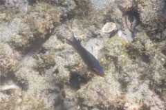 Damselfish - Beaubrummel Gregory - Stegastes flavilatus