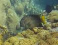 Damselfish - Yellowtail Damselfish - Microspathodon chrysurus