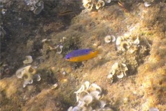 Damselfish - Beaubrummel Gregory - Stegastes flavilatus