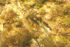 Damselfish - Beaubrummel Gregory - Stegastes flavilatus