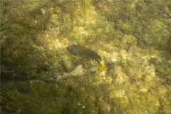 Damselfish - Beaubrummel Gregory - Stegastes flavilatus